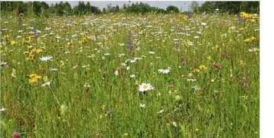 Blühwiesen Wörnbrunn